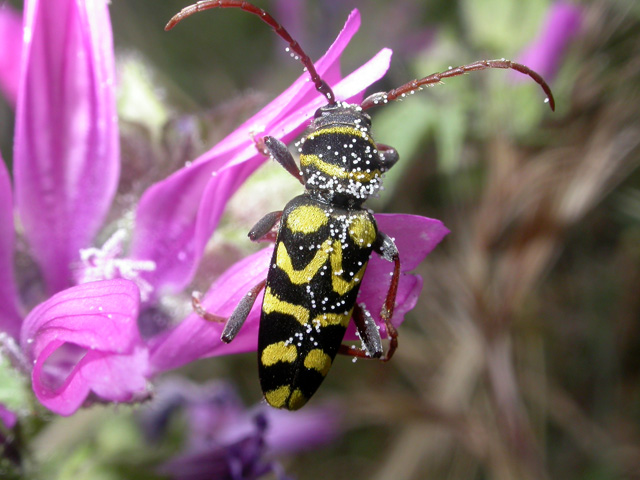 Plagionotus scalaris (Cerambycidae)